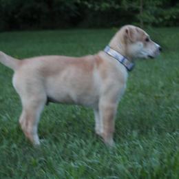 Carolina Dog Puppies from Williams Sweet Carolina