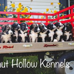 Bernedoodles from Walnut Hollow Kennels