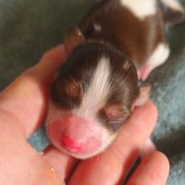 Mae - Piebald female Dachshund puppy in Austin, Texas from Glorious Minis