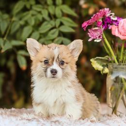 TinkerBell - Red female Pembroke Welsh Corgi puppy in Caliente, California from Rafter Cross 7