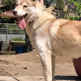 American Eskimo Dogs, Newfoundlands, and Siberian Huskies from Blossom Trail Kennel