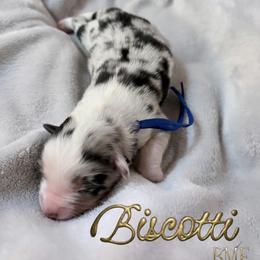 Biscotti - Blue merle female Miniature American Shepherd puppy in Olympia, Washington from Shamayim Shepherds