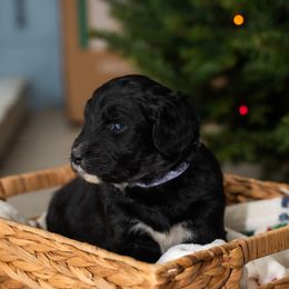 Dancer - Black and white female Aussiedoodle puppy in Lodi, California from KJ Doodles