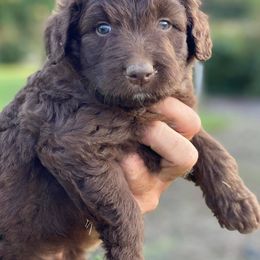 Aussiedoodles, Australian Shepherds, Miniature American Shepherds, and Poodles from Mammydoodles282