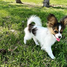 Papillon Puppies from Lovely Acres