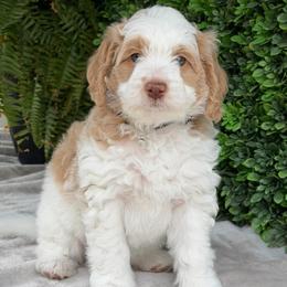 Penelope - Red female Bernedoodle puppy in Colorado Springs, Colorado from Shining Star Doodles