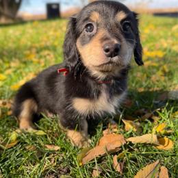 Girl 2 - Black and tan female Dachshund puppy in Terreton, Idaho from BM Mini Doxies