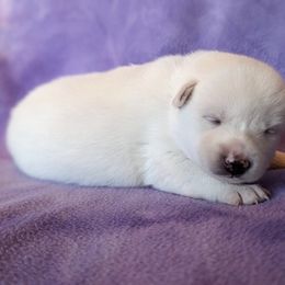 Pomsky Puppies from Valparaiso Pomskys