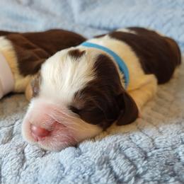 Nat - Tri-Roan male English Springer Spaniel puppy in Kingsport, Tennessee from Leandra's English Springer Spaniels