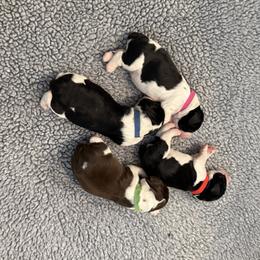 Boy 1 - male English Springer Spaniel puppy in Watkinsville, Georgia from DAYSPRINGERS