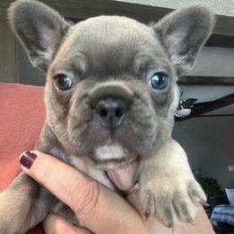 Milo - Blue male French Bulldog puppy in Aurora, Missouri from Baileys Precious Puppies