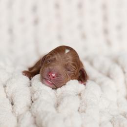 Australian Labradoodle Puppies from Swinging Gate Labradoodles