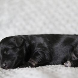 Aurelia - Black and silver female Miniature Schnauzer puppy in Tremonton, Utah from Rocky Mountain Schnauzer