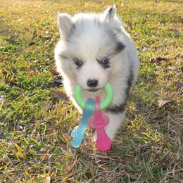 Pomsky and Siberian Husky Puppies from Beastly Beauties Huskies & Pomskies