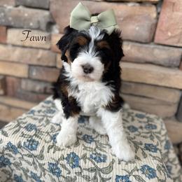 Fawn - Tri-color female Bernedoodle puppy in Payson, Utah from The Puppy Nest