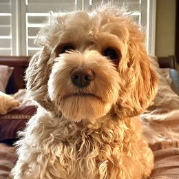 Cheyenne - Australian Labradoodle