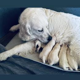 Golden Retriever and Labrador Retriever Puppies from Golden Bundles