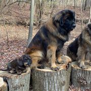 Leonberger All Grown Up from Ex Animo Leonbergers and WHD