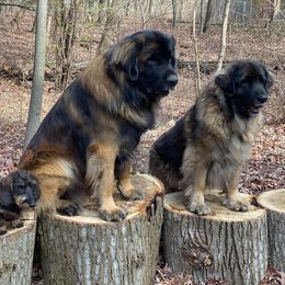 Leonberger All Grown Up from Ex Animo Leonbergers and WHD