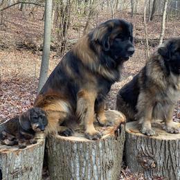 Leonberger All Grown Up from Ex Animo Leonbergers and WHD