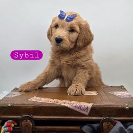 Sybil - Apricot female Goldendoodle puppy in Neillsville, Wisconsin from Granton Creek