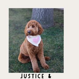 Justice - Goldendoodle