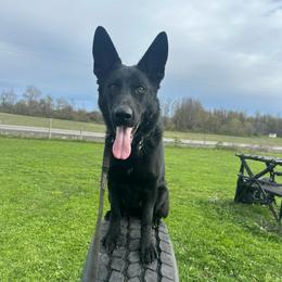 Blair - Black female German Shepherd puppy in Herkimer, New York from Render Kennels