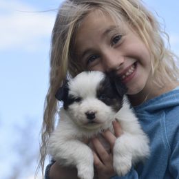 Australian Shepherd Puppies from 10-BAR-Y RANCH
