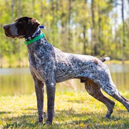 Boykin Spaniels, English Cocker Spaniels, and German Shorthaired Pointers from Flatwoods Kennels and Training LLC