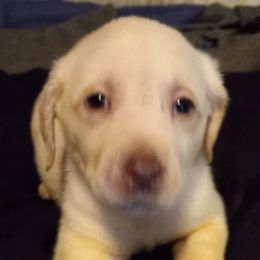 Labrador Retriever Puppies from Cross Lake Labradors