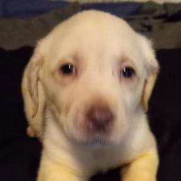Labrador Retriever Puppies from Cross Lake Labradors