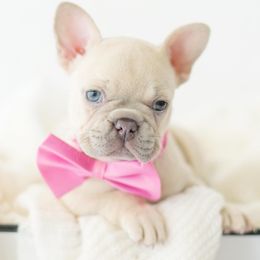 French Bulldog Puppies from Top Paw Frenchies