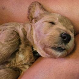 Kelly green collar - Red  male Goldendoodle puppy in Indianapolis, Indiana from ZuGolden Retrievers & Doodles