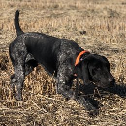 Gus - German Shorthaired Pointer