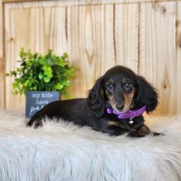 AKC Meet Sylvia :) - Black and tan female Dachshund puppy in Centerville, Iowa from Barnyard Dachshunds, Dals & Doodles