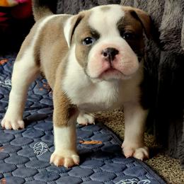 Lenguini - Fawn brindle and white male Bulldog puppy in Washington from Sun City Campeiro Bulldogs