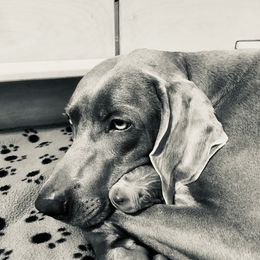 Weimaraner Puppies from K&K Weimaraners