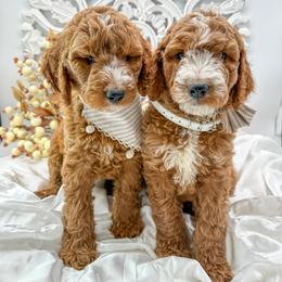 Goldendoodle Puppies from Beloved_doodles_WA