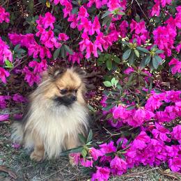 Darcy - Orange sable female Pomeranian puppy in Lyons, Georgia from Its a Poms Life Kennel