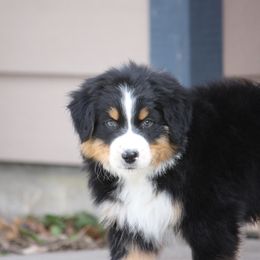 Australian Shepherd Puppies from Flying L Aussies