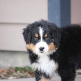 Australian Shepherd Puppies from Flying L Aussies