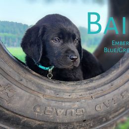 Girl 1 - Labrador Retriever puppy in Priest River, Idaho from Lazy Daisy Labs