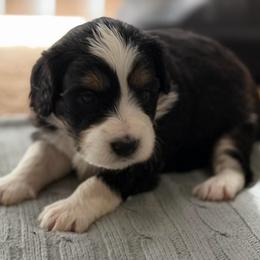 Female 3 - female Australian Mountain Doodle puppy in Culpeper, Virginia from Hazel River Doodles