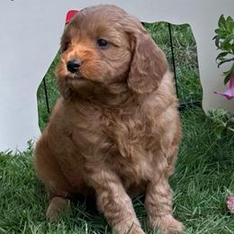 Girl 1 - Red  female Goldendoodle puppy in Jonesville, Michigan from Whispering Pines Doodles