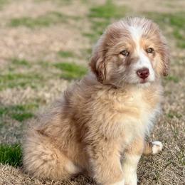 Payday - Red merle female Aussiedoodle puppy in Sheridan, Arkansas from Runnin’ Wild Ranch Aussies