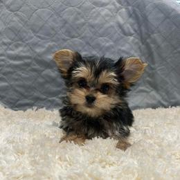 Captain - Black & tan tri-color male Morkie puppy in Oakland, Kentucky from Imperial Dogs