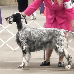 Chinese Cresteds and English Setters from Ambush Kennel
