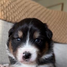 Aspen - Black tri-color female Australian Shepherd puppy in Oakridge, Oregon from Middle Fork Australian Shepherds