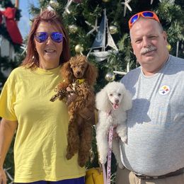 German Shepherds and Poodles from Sturmwolke German Shepherds