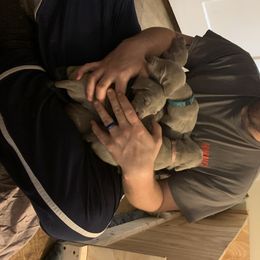 Weimaraner Puppies from Golden Hill’s Weimaraner’s